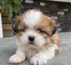 Prodm tata SHIH TZU