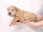 Shar-pei okovan tata k adopci (k dispozici tata feny a samci).