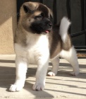 Prodm tata akita inu