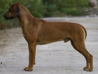 Rhodsk ridgeback - ttka s PP prodm