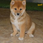 Prodm roztomil ttka shiba inu