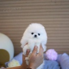 Mini pomeranian bez PP