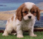 Prodm mini okovan tata Kavalr King Charles Spaniel.