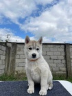 SIBISK HUSKY tata