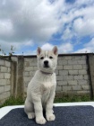 SIBISK HUSKY tata