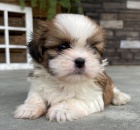 Prodm tata SHIH TZU