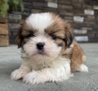 Prodm tata SHIH TZU