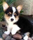 krsn a andlsk tata Pembroke Welsh Corgi na prodej.