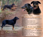 Prodm ttka Beauceron/ Francouzsk ovk