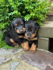 Prodm ttka Beauceron/ Francouzsk ovk