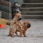 Prodm okovan tata Shar-pei.