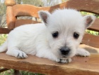 Prodm mini tata West Highland White Terriers