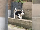 Cavalier King Charles Spaniel (fena) s PP