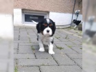 Cavalier King Charles Spaniel (fena) s PP