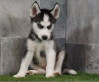 Sibi�sk� husky �t��ata na prodej