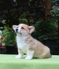 Predm teniatka welsh corgi pembroke s PP