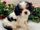 Prodm okovan tata Kavalr King Charles Spaniel.