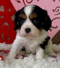 Prodm okovan tata Kavalr King Charles Spaniel.