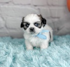 Prodm tata SHIH TZU