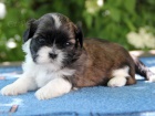 Shih-tzu, i-tzu ttka s PP FCI