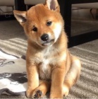 Prodm tata shiba inu