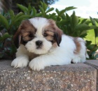 Prodm tata SHIH TZU