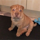 Prodm zdrav tata okovan shar-pei.