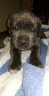 Prodm tata Cane Corso.