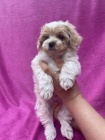 Prodm tata Maltipoo.