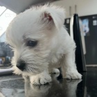 Prodm mini mini tata West Highland White Terriers