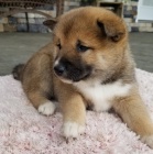 Prodm tata shiba inu