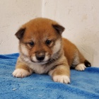 Prodm tata shiba inu