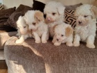 Prodm tata Maltipoo.