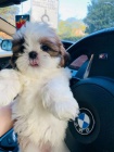 Prodm tata SHIH TZU