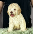 Lagotto Romagnolo KRSN ttka