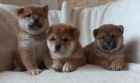 Shiba inu