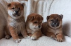 Shiba inu