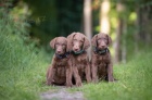 Chesapeake bay retriever s PP(jako hnd labrador)