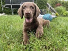 Chesapeake bay retriever s PP(jako hnd labrador)