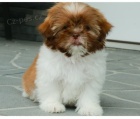 tata shih tzu