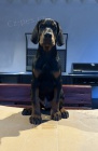 DOBERMAN tata na prodej