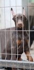 DOBERMAN tata na prodej