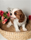 King Charles Spaniel