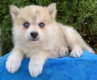 Prodm tata Pomskies (kenec sibisk husky a pomeranian)