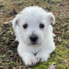 Prodm tata West Highland White Terriers