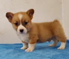 Prodm tata Pembroke Welsh Corgi.