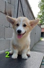 Velsk Corgi tata