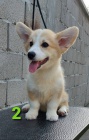 Velsk Corgi tata