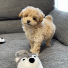 Prodm tata Maltipoo