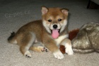 tn Red Shiba Inu k adopci